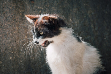 Portrait featuring a black and white cat meowing, showcasing its expressive face with a blurred...