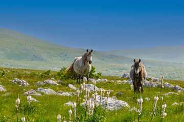 Kruzi Plateau / Cincar / Livno, Bosnien-Herzegowina, Wildpferde