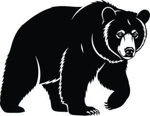 Obraz premium A powerful black bear walks forward with a determined expression on its face