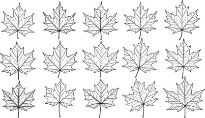 Pattern of detailed black and white maple leaves on a white background