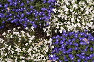Vibrant Blue and White Lobelia Flowers in Bloom, Close View of Garden Plants