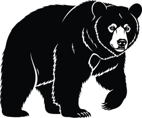 Fototapeta premium Black bear walking forward with white accents on a white background