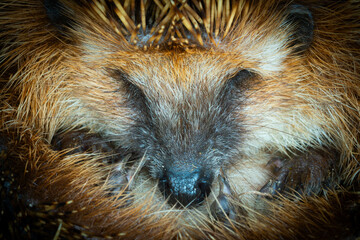 Hedgehog (Scientific name: Erinaceus Europaeus) wild, native, European hedgehog hibernating in natural woodland habitat. Curled into a ball in fallen Autumn leaves. Winter sleeping - hibernation