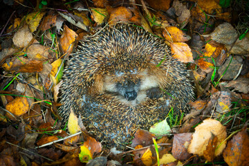 Hedgehog (Scientific name: Erinaceus Europaeus) wild, native, European hedgehog hibernating in natural woodland habitat. Curled into a ball in fallen Autumn leaves. Winter sleeping - hibernation