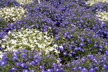 Vibrant Blue and White Lobelia Flowers in Bloom, Close View of Garden Plants