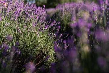 lavender field in the sun, summer heat bloom aromatherapy