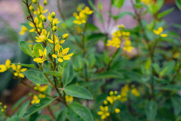 yellow star-shaped flowers