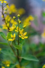 Obraz premium yellow star-shaped flowers