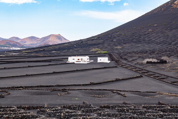 Volcanic landscape of La Geria, Lanzarote, with unique vine cultivation in black ash soil,...