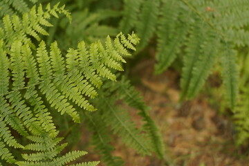 Texturas y formas con hojas de Helechos. Naturaleza verde