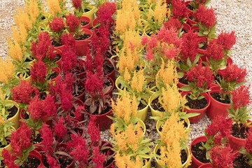 Red and yellow celosia flowers in pots arranged in rows at plant nursery