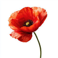 Stunning Red Poppy in Close-up , white background cut out PNG