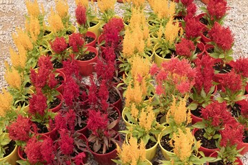 Red and yellow celosia flowers in pots arranged in rows at plant nursery