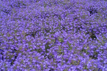 A background of bright blue lobelia flowers in full bloom in a garden flowerbed. Natural floral...