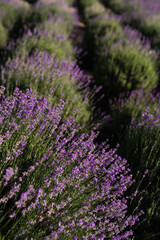 lavender field in the sun, summer heat bloom aromatherapy