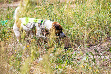 jack russell terrier hunting for a lizard in the grass