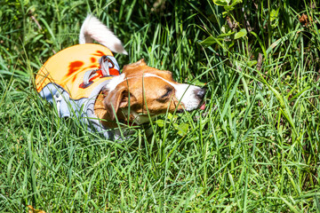 Jack Russell Terrier in tall grass. The danger of stumps for dogs