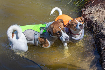 cute jack russell terriers swim in the lake on a hot day in cooling vests