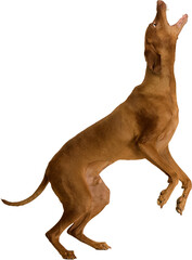 Lively brown Vizsla dog captured mid-jump, mouth open, aiming to catch a treat. isolated on...