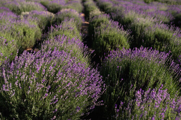 lavender field in the sun, summer heat bloom aromatherapy