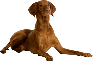 Composed brown Vizsla dog laying down with a focused and calm demeanor, on transparent background. Concept of veterinary services promotion, dog breed profile articles