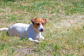 Jack Russell Terrier bitch is basking in the sun on the grass during the day. Sunbathing for dogs and overheating