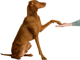 Friendly brown Vizsla dog sitting while offering its paw to a human, gesture of training and...
