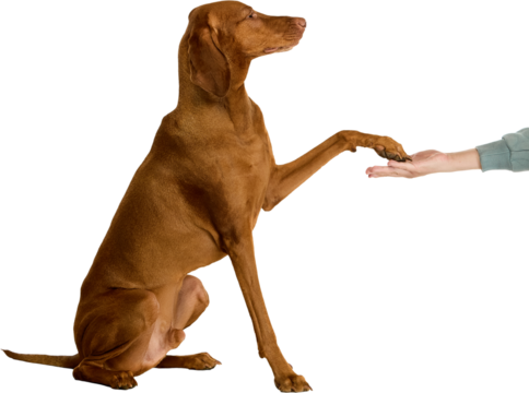 Friendly brown Vizsla dog sitting while offering its paw to a human, gesture of training and bonding. Isolated on transparent background. Concept of pet-human relationship