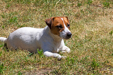 jack russell terrier bitch basking in the sun on the grass during the day. Sunbathing for dogs and overheating