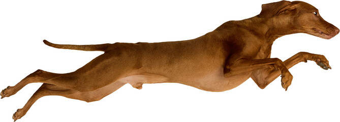Athletic brown Vizsla dog caught in a full-body leap with an alert expression and dynamic pose....