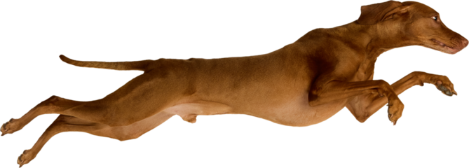 Athletic brown Vizsla dog caught in a full-body leap with an alert expression and dynamic pose. Isolated on transparent background. Concept of social media campaigns for dog brands