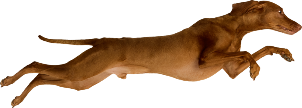 Athletic brown Vizsla dog caught in a full-body leap with an alert expression and dynamic pose. Isolated on transparent background. Concept of social media campaigns for dog brands
