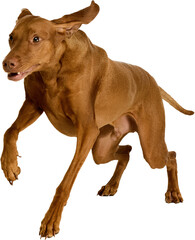 Brown Vizsla dog in mid-stride with ears flapping, running. Isolated on transparent background....