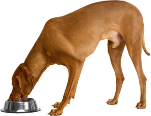 Healthy brown Vizsla dog eating, drinking from a metal bowl, viewed from the side. Isolated on...