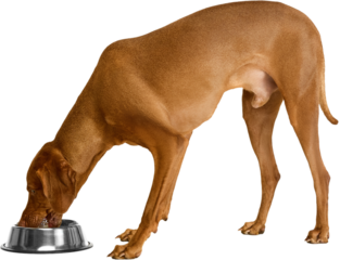 Healthy brown Vizsla dog eating, drinking from a metal bowl, viewed from the side. Isolated on transparent background. Concept of pet diet campaign visuals, feeding equipment advertising
