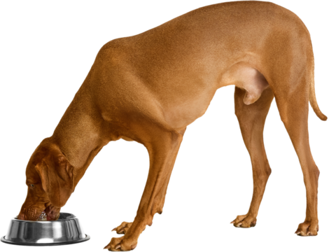 Healthy brown Vizsla dog eating, drinking from a metal bowl, viewed from the side. Isolated on transparent background. Concept of pet diet campaign visuals, feeding equipment advertising