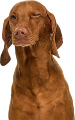 Close-up of a brown Vizsla dog face winking one eye, conveying playfulness and mischief. Isolated...