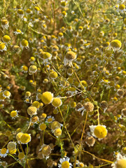 Flowering chamomile. Bright daisies blooming in the sunlight. Concept of nature, summer mood, beauty of flowers, medicine, cosmetology. Calmness and freshness.