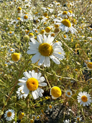 Flowering chamomile. Bright daisies blooming in the sunlight. Concept of nature, summer mood, beauty of flowers, medicine, cosmetology. Calmness and freshness.