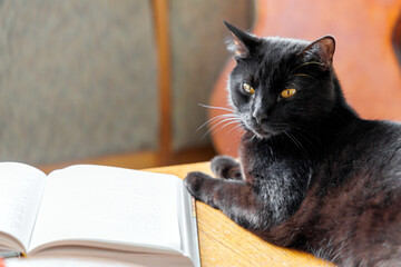 
A black cat with yellow eyes lies next to an open book on a wooden surface, looking away from the...