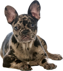 Merle French Bulldog puppy lying down on a transparent background, clear view of face and paws. Concept of pet care, dog breed visuals, and veterinary content.