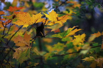 Beautiful autumn park. Russian North. Autumn trees and leaves. Autumn Landscape.Park in Autumn....