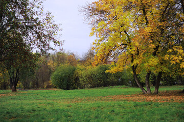 Beautiful autumn park. Russian North. Autumn trees and leaves. Autumn Landscape.Park in Autumn....