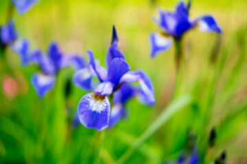 Purple iris flowers bloom vividly among lush green foliage, creating a captivating display of natural beauty. The blurred background enhances the focus on the delicate petals.