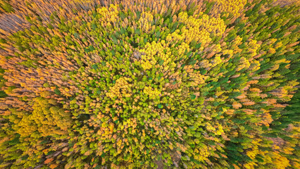 Aerial photography of autumn colorful forest