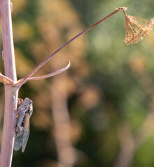 Cicada perched on a dry plant during the day