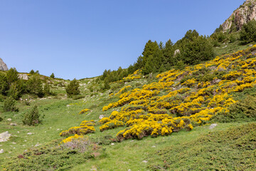 Bernese plant on a green field with mountains in the background