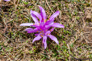 Close-up of a wild saffron plant on brown soil