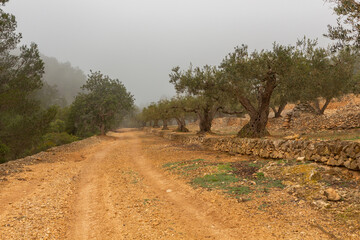 Field of olive trees with a dirt road and fog in the background
