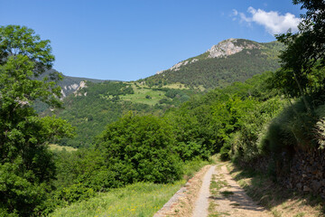Dirt road with green plants and a green mountain in the background